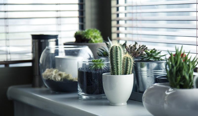 Personalized Succulents